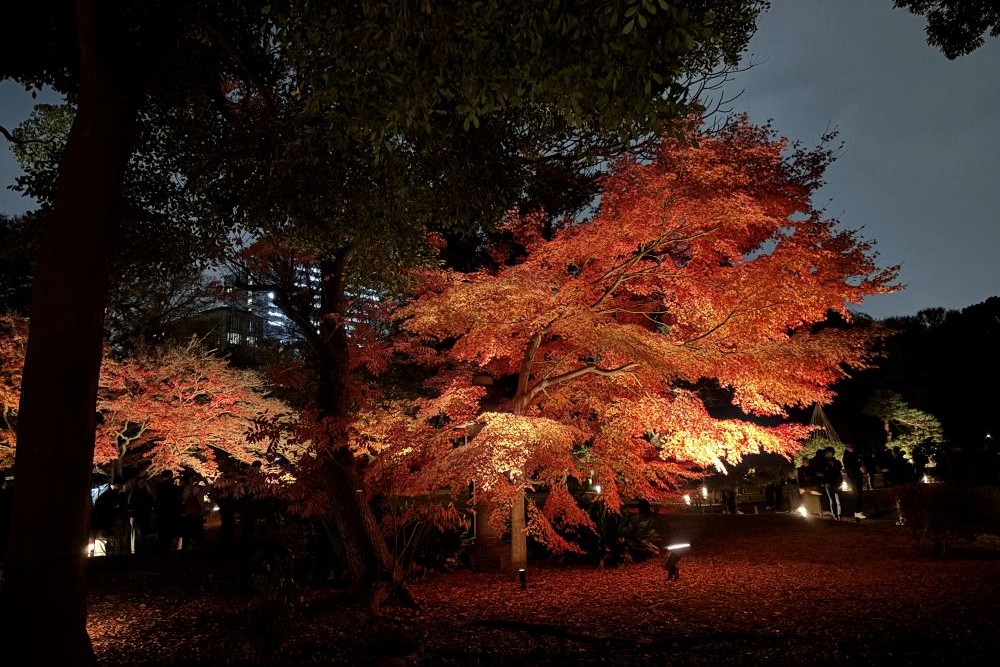 庭紅葉の六義園