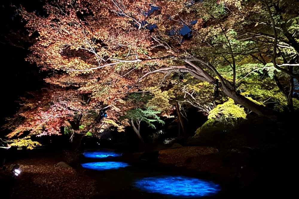 六義園の紅葉「尋芳径」