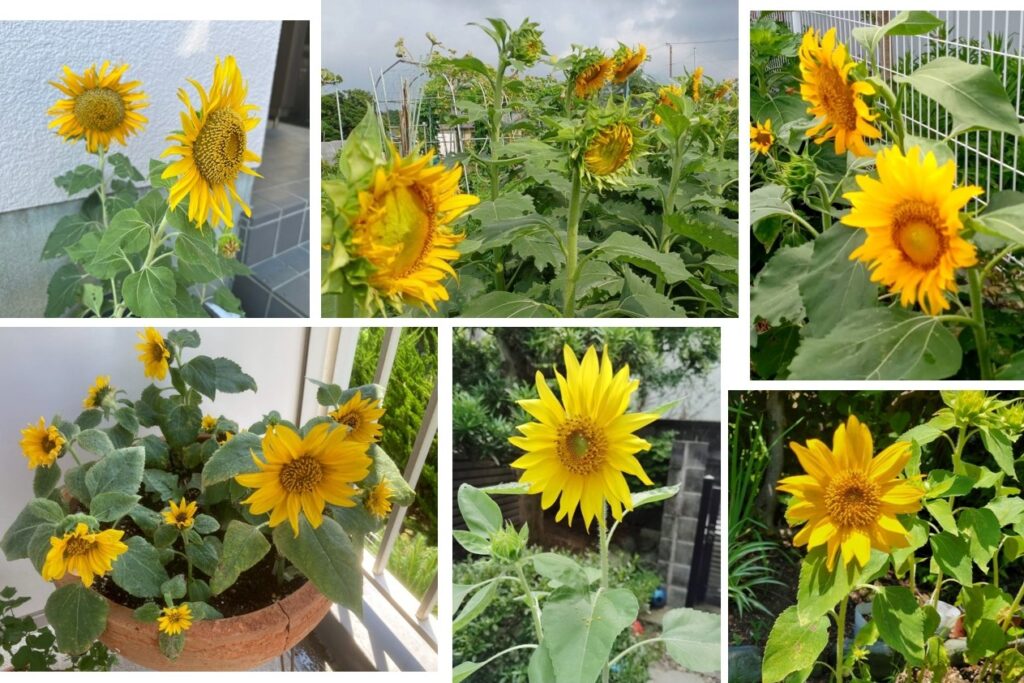 咲かそうひまわり、つなげようウクライナ支援